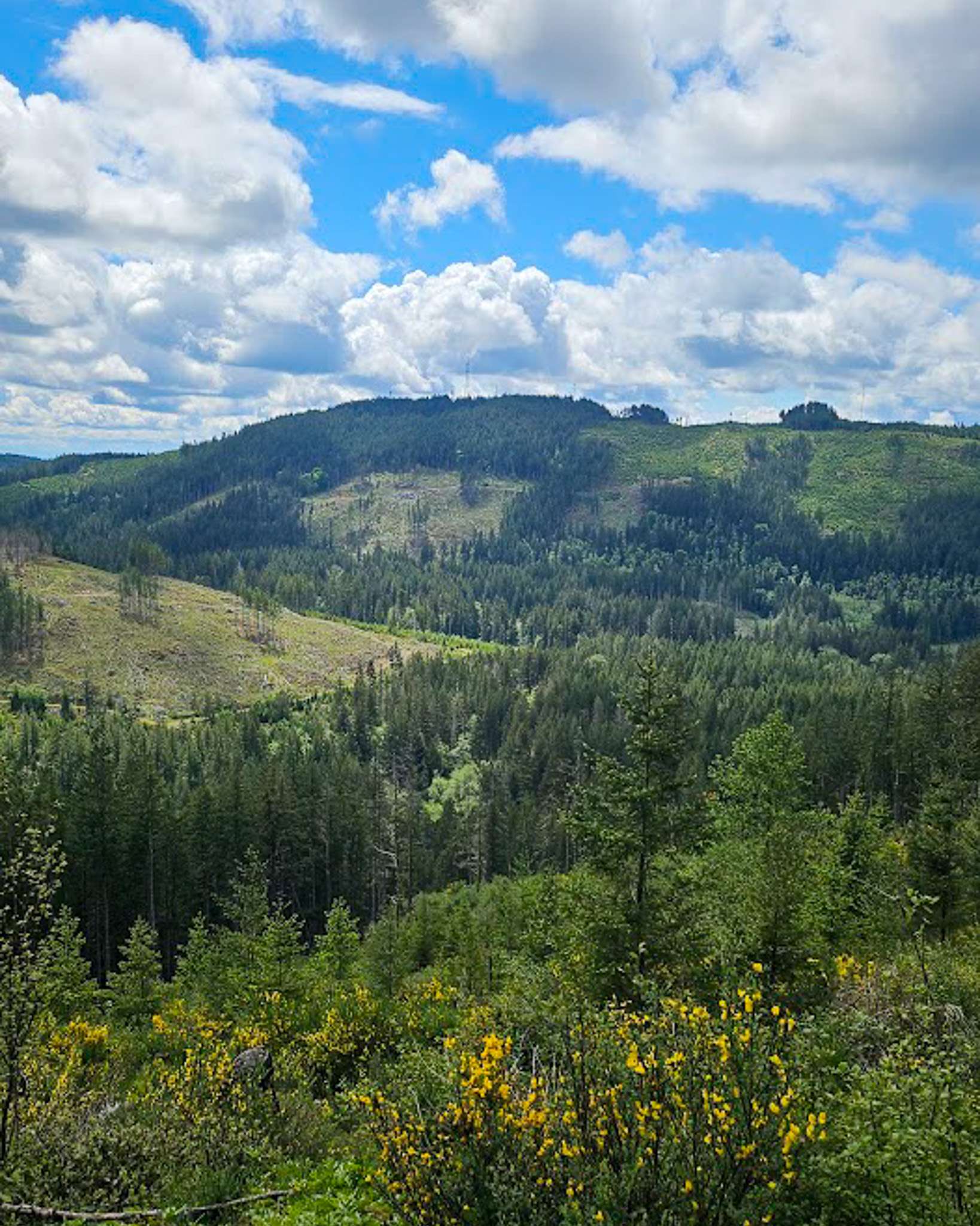 Forested hills under blue sky with clouds